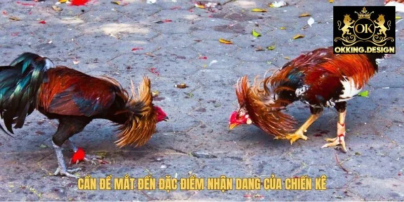 Chú ý đặc điểm nhận dạng của từng chiến kê