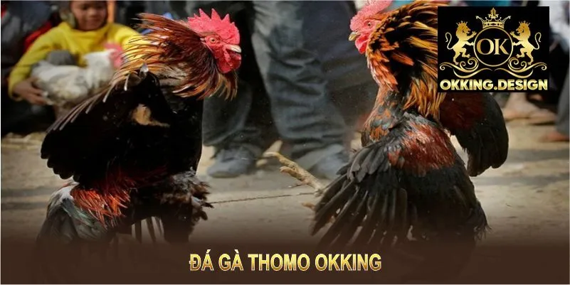 Đá gà thomo OKKING