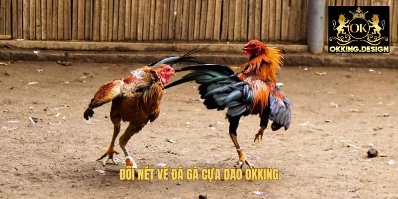 Đôi nét về đá gà cựa dao OKKing được yêu thích