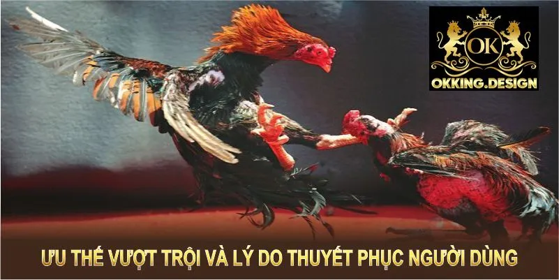 Đá gà thomo OKKING ưu thế vượt trội và lý do thuyết phục người dùng