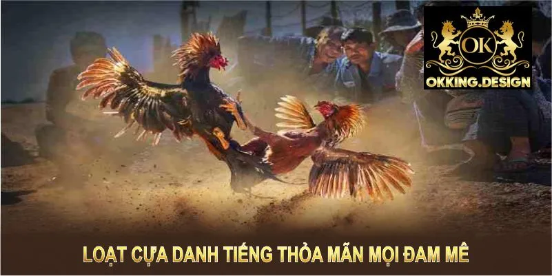 Đá gà thomo OKKING cùng loạt cựa danh tiếng thỏa mãn mọi đam mê