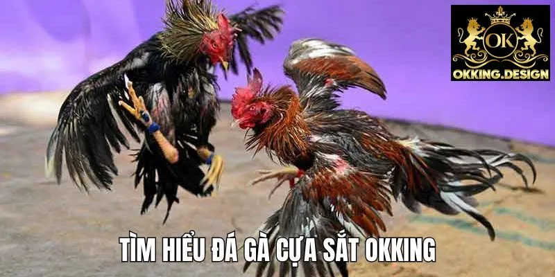 Hiểu rõ hơn về hình thức chọi kê cựa sắt tại OKKING